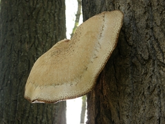 Hemipholiota populnea