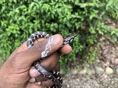 Mastigodryas pulchriceps