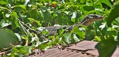 Varanus salvator macromaculatus