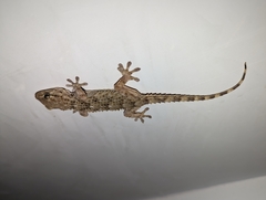 Tarentola mauritanica