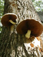Hemipholiota populnea