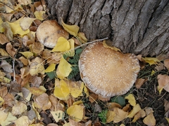 Hemipholiota populnea