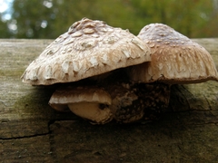 Hemipholiota populnea