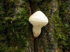 Hemipholiota populnea