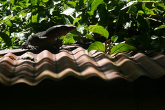 Varanus salvator macromaculatus