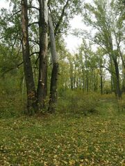 Hemipholiota populnea