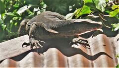 Varanus salvator macromaculatus