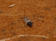 Thysanoptera