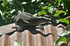 Varanus salvator macromaculatus