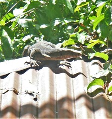 Varanus salvator macromaculatus