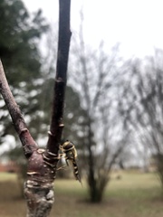 Syrphus rectus