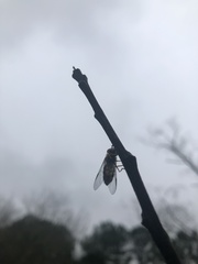 Syrphus rectus