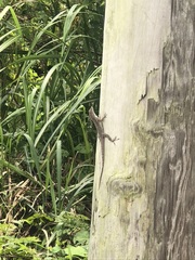 Anolis