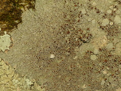 Lecanora subimmergens
