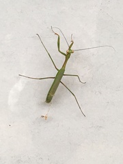 Pseudomantis