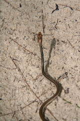 Dendrelaphis pictus