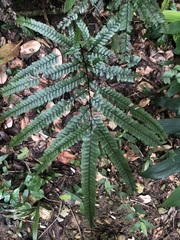 Adiantum pyramidale