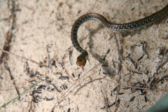 Dendrelaphis pictus