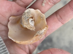 Neverita duplicata