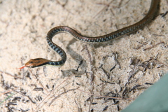 Dendrelaphis pictus