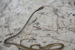 Dendrelaphis pictus