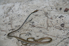 Dendrelaphis pictus