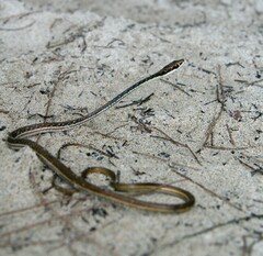 Dendrelaphis pictus