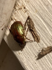 Callistethus marginatus