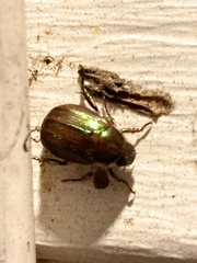 Callistethus marginatus