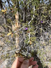 Vachellia brandegeana