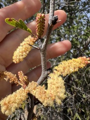 Vachellia brandegeana