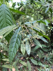 Palicourea deflexa