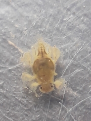 Tricorythidae