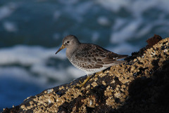 Calidris ptilocnemis