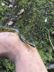 Erythrolamprus epinephalus albiventris