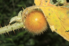 Solanum hirtum
