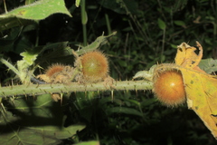 Solanum hirtum