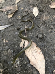Erythrolamprus epinephalus albiventris