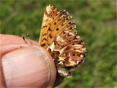 Boloria chariclea