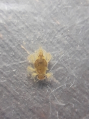 Tricorythidae