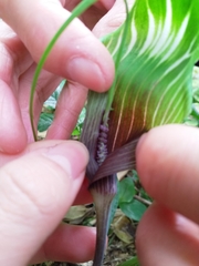 Arisaema formosanum