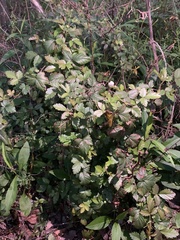 Rubus flagellaris