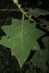 Solanum hirtum