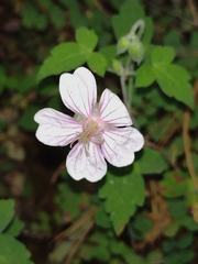 Geranium seemannii