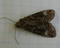 Anaplectoides prasina