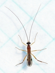 Charmon extensor