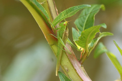 Conocephalus longipes