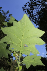 Solanum hirtum