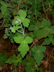 Geranium seemannii