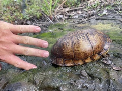 Terrapene carolina major